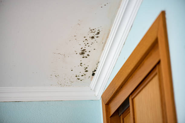 Mold Odor Removal Services in Belton, TX